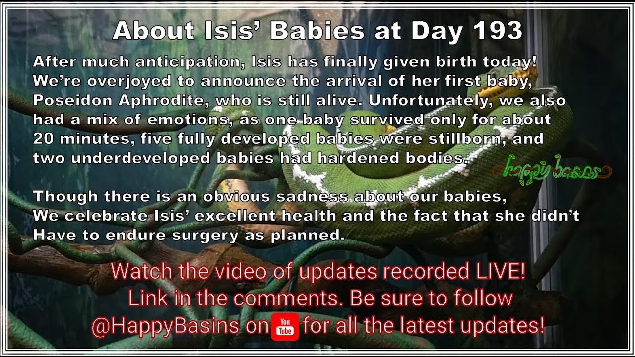 Isis Udates LIVE @HappyBasins by Amy Benzi!