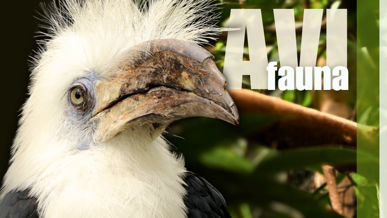 Visiting Avifauna Vogelpark Bird zoo