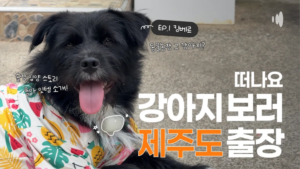 베르가 귀여워서 찾아온 손님들 ㅣ킹댕즈 킹베르 인터뷰 #텔레팟 #텔레파시