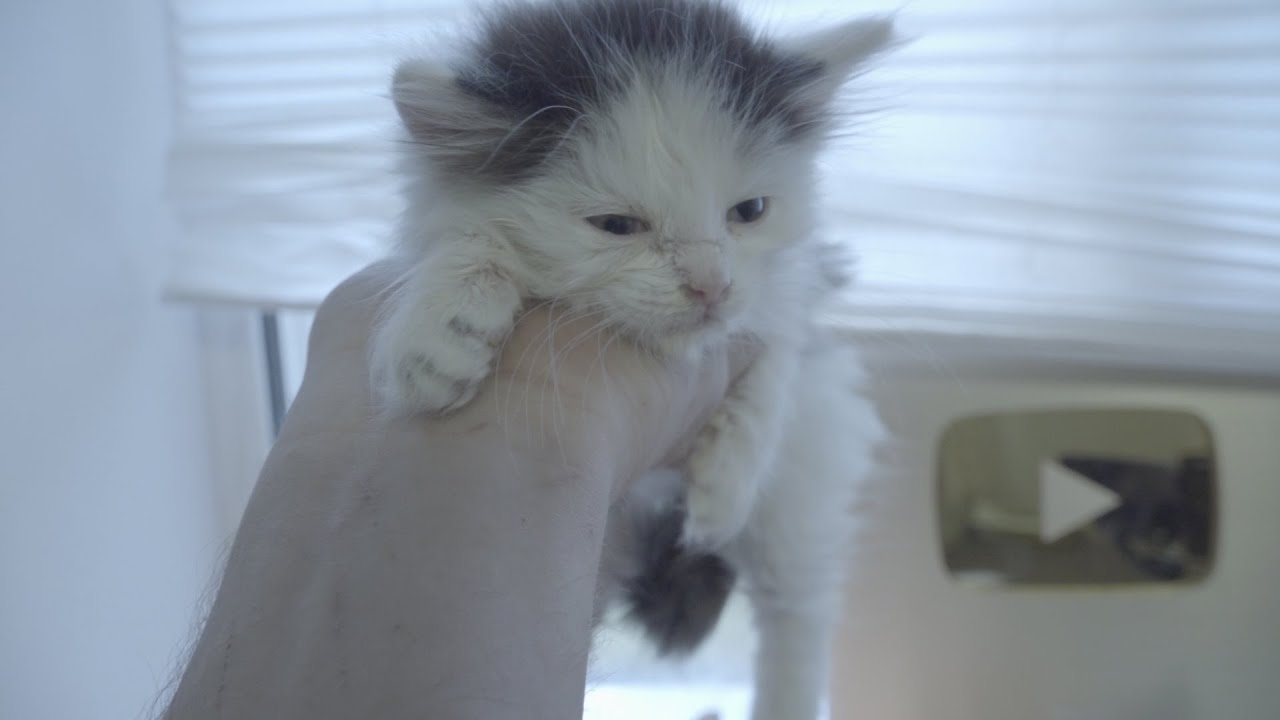 Kittens play full in rented apartments