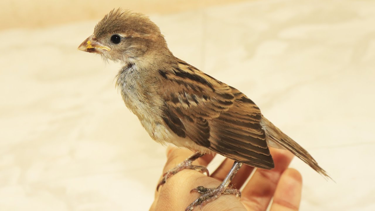 চড়ুই পাখিটি কি পোষ মেনেছে?/ Cute and Adorable Sparrow's kid at my house
