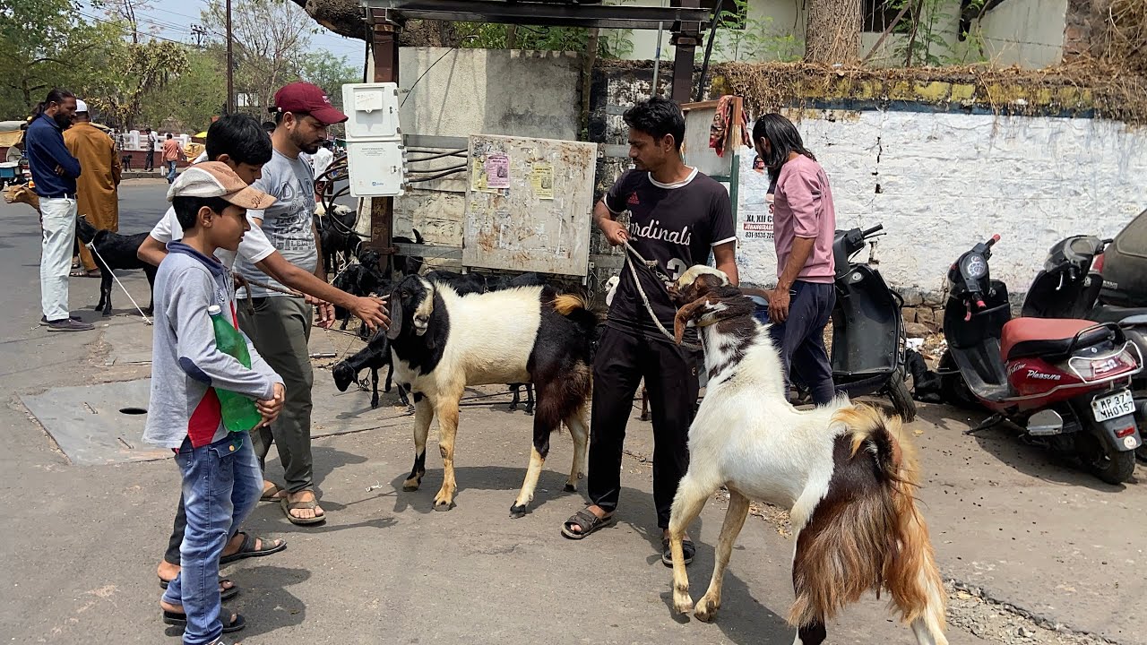 Bhopal Jahangirabad Bakra Mandi - 03 May 2025