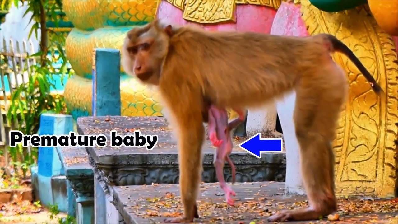 My God! Hopeless! Bless her tiny baby! Looking at little monkey baby in poor health can't hug mom