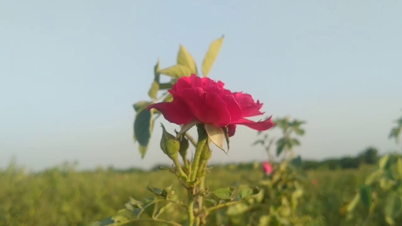 Green Malir Part # 2 | Area : Darsano Channo