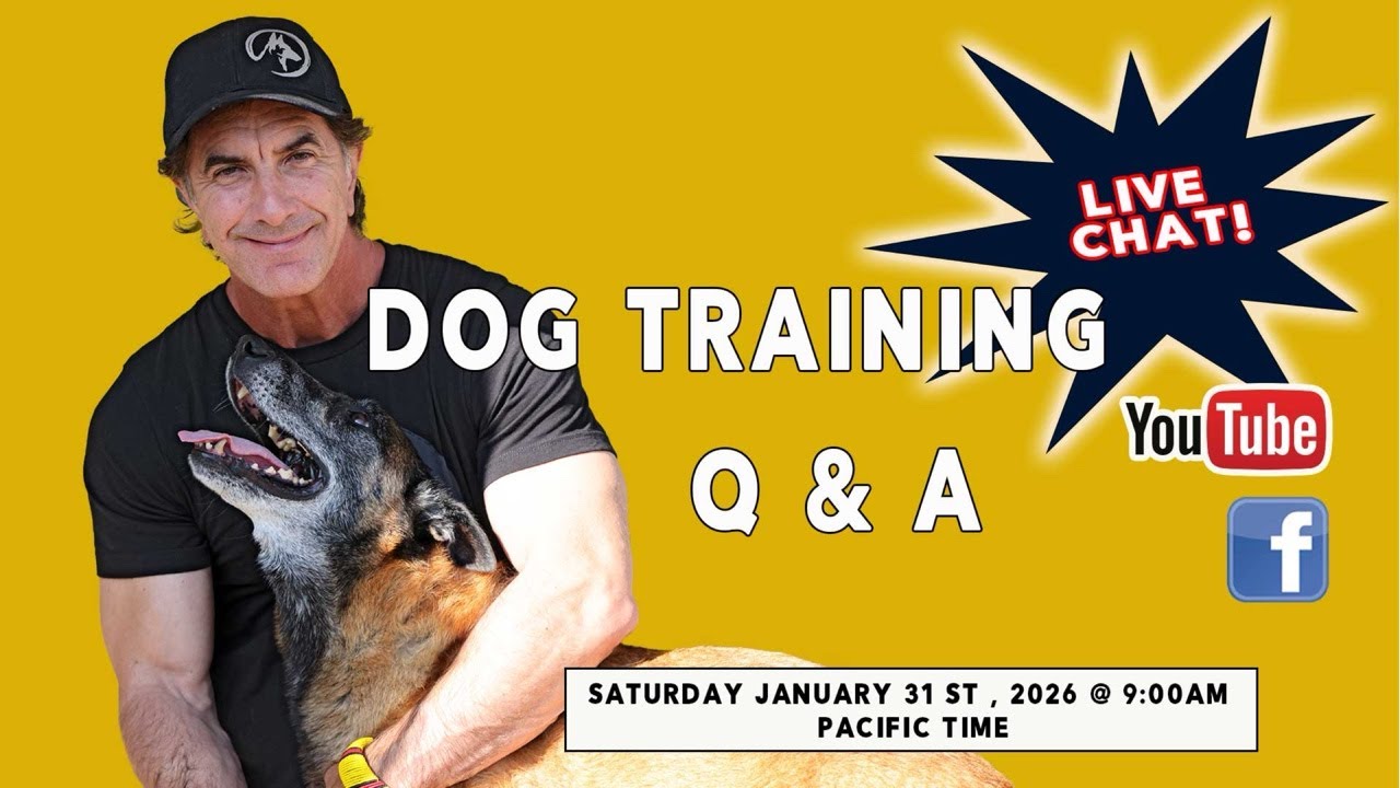 Dog Training Open Q&A