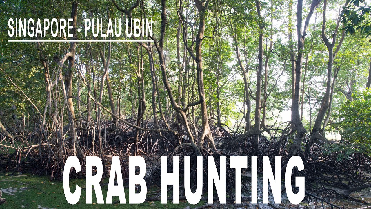 Singapore Pulau Ubin - CRAB HUNTING
