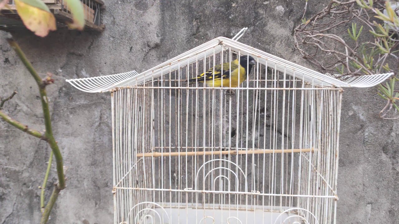 Mis pajaros 2020!