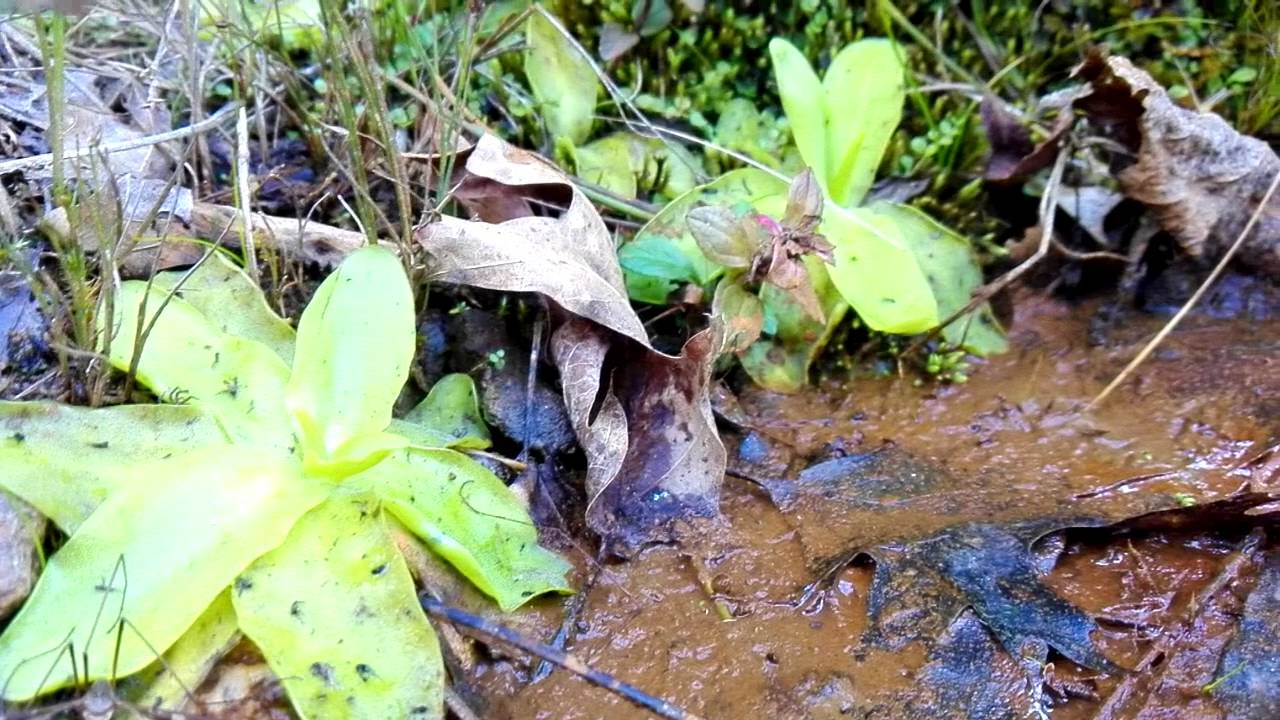 En BUSCA de Pinguicula y Drosera en el monte Ganerán