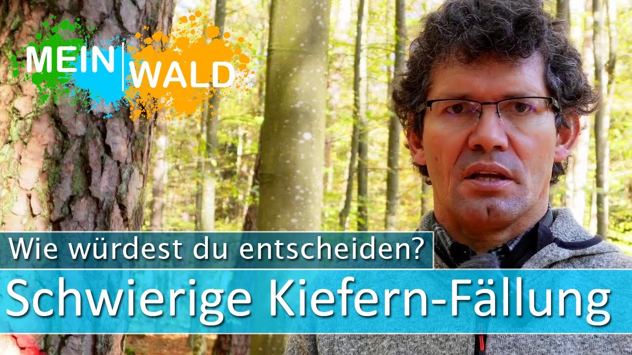 Schwierige F&auml;llung - Wie w&uuml;rdest du vorgehen?