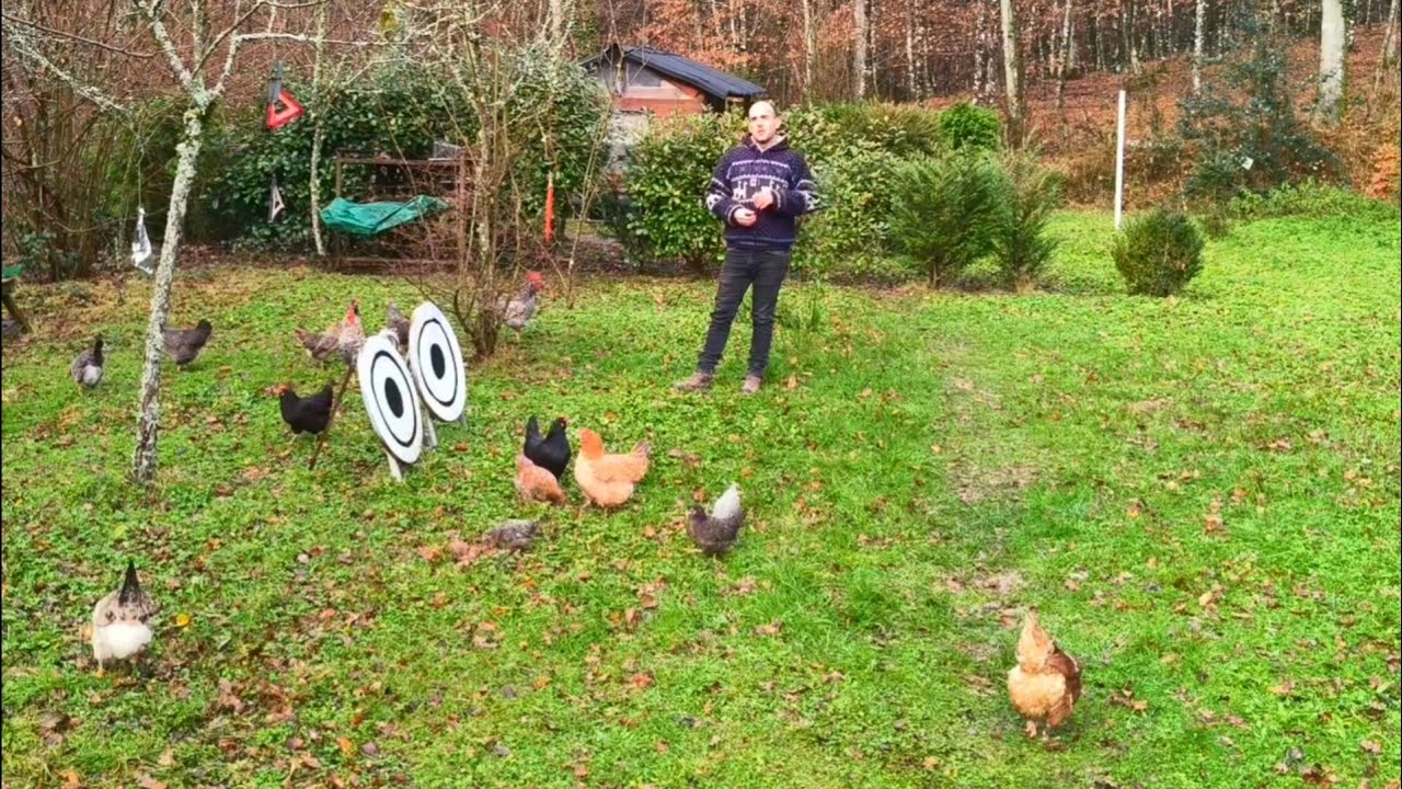 Un día en el gallinero: pollitos, cuervos y lo que vamos aprendiendo