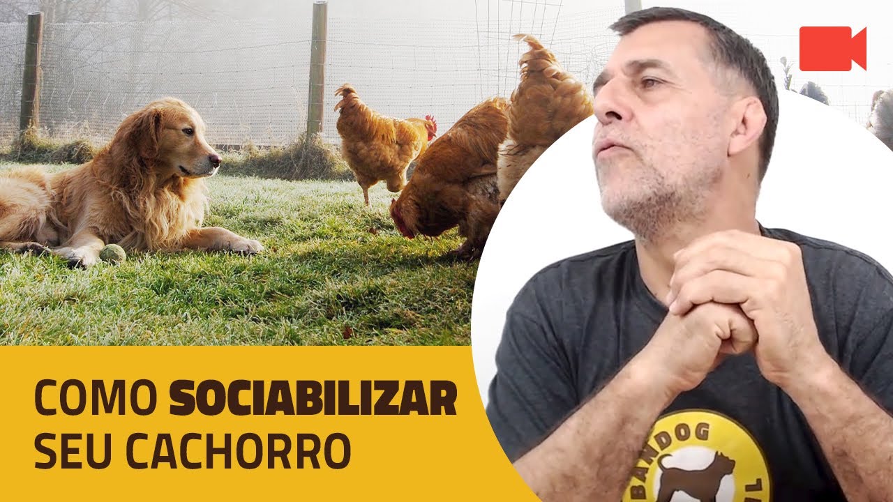 Como Sociabilizar seu Cachorro.