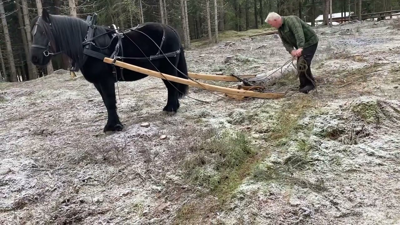 Veslesvarten pr&oslash;ver fj&oslash;rdrag. T&oslash;mmerkj&oslash;ring med hest. Horse logging. M&aring;f&aring; Hestetrening