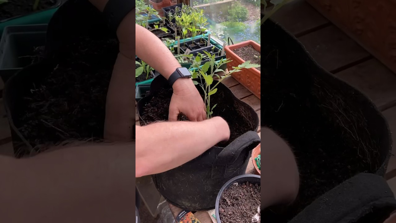 How to transplant tomato seedlings into fabric pots