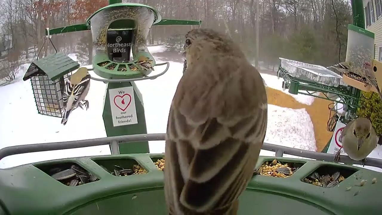 Super Triple Feeder in New England! Chickadee, Sparrow, Junco, Cardinal, Titmouse Warbler Woodpecker