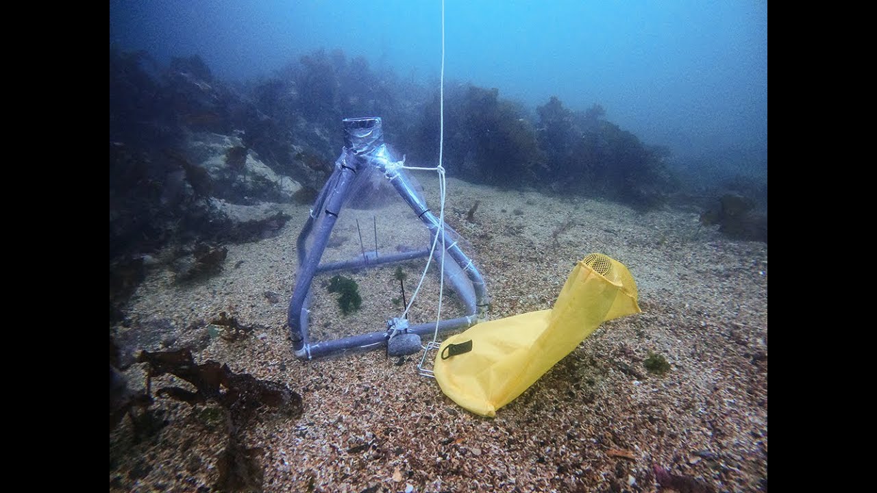 Testing methods to kill sea vomit