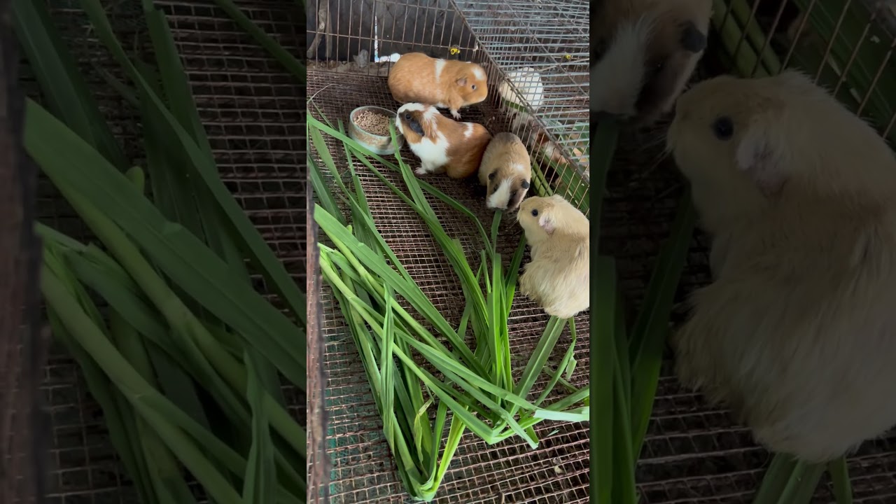 c&aacute;c b&eacute; chuột lang ăn trưa #lynguyen #chuotlang #guineapig