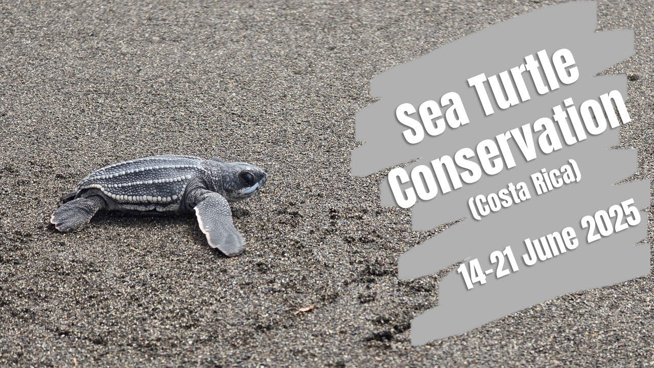 Parismina Sea Turtles - June 2025