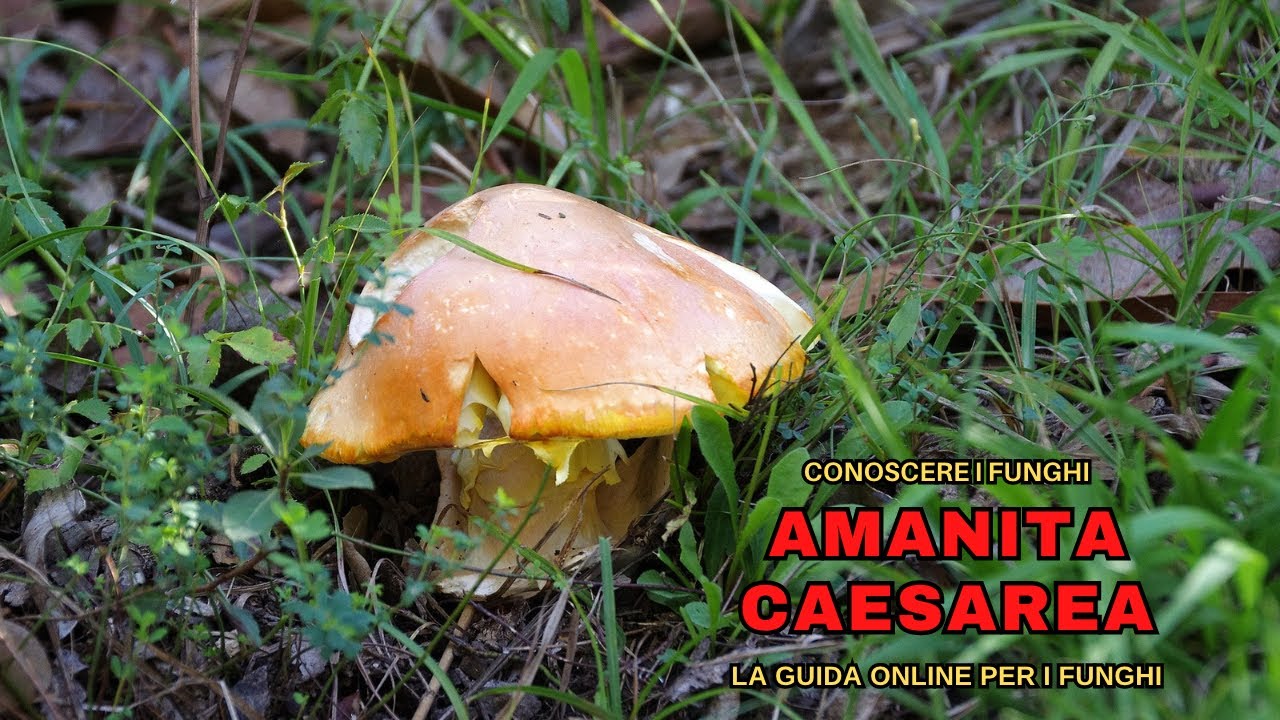 AMANITA CAESAREA, il prelibatissimo Ovolo degli IMPERATORI | CONOSCERE I FUNGHI