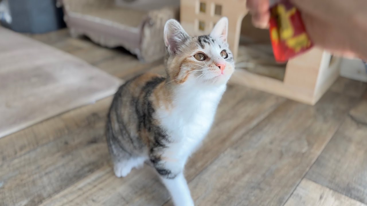 液状おやつの食べ方が豪快な子猫【かぐ告兄妹日記52】Kitten with a dynamic way of eating treats.