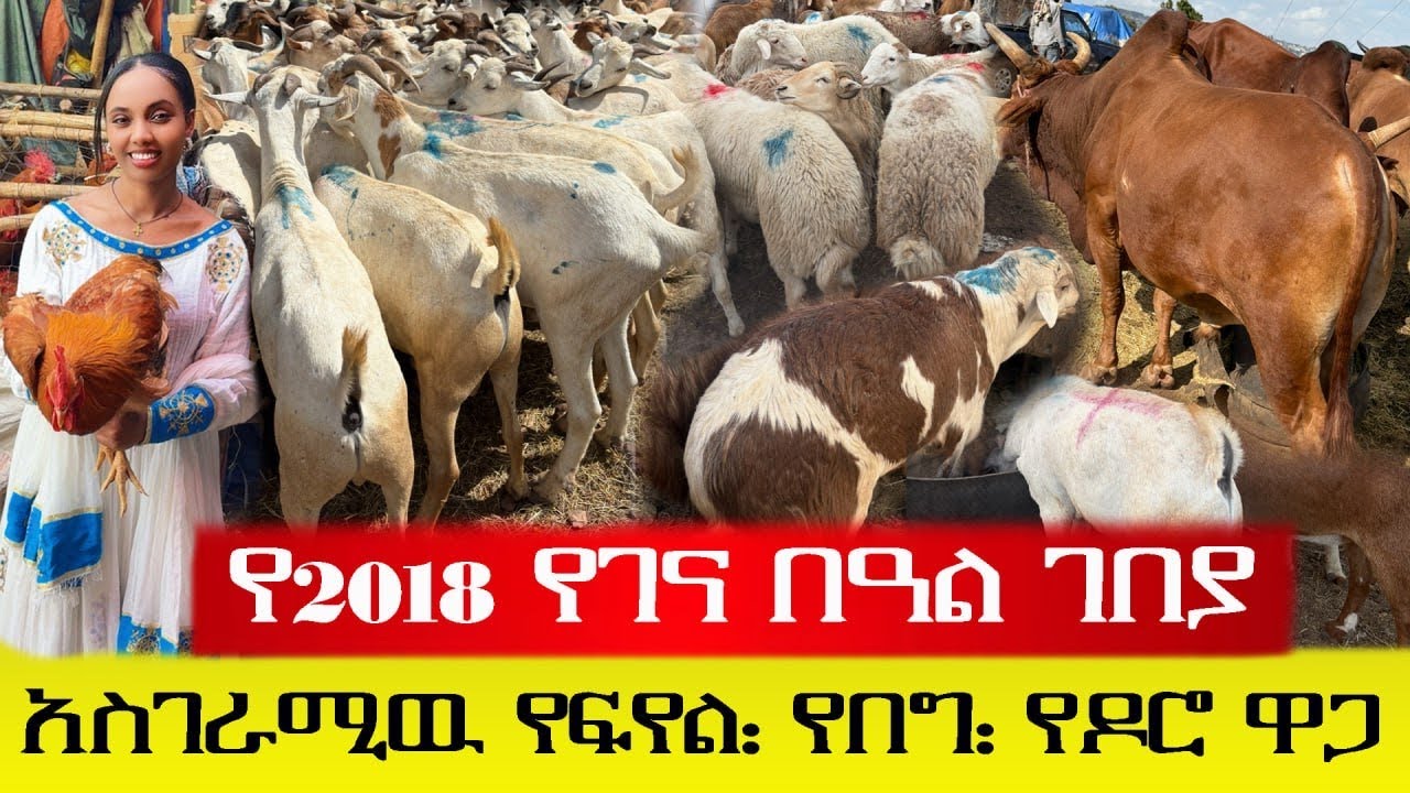 አስገራሚዉ የ2018 የገና በዓል ገበያ ዋጋ || 2018 Ethiopian Christmas Holiday market prices 