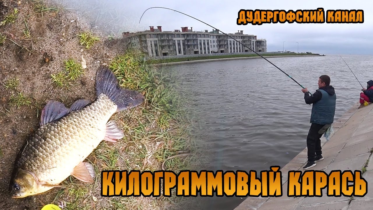 КАРАСЬ НА 1КГ. НА ДУДЕРГОФСКОМ КАНАЛЕ, ФИНСКОМ ЗАЛИВЕ РЫБАЛКА НА КАРАСЯ, ЛЕЩА, ГУСТЕРУ И ПЛОТВУ 2022