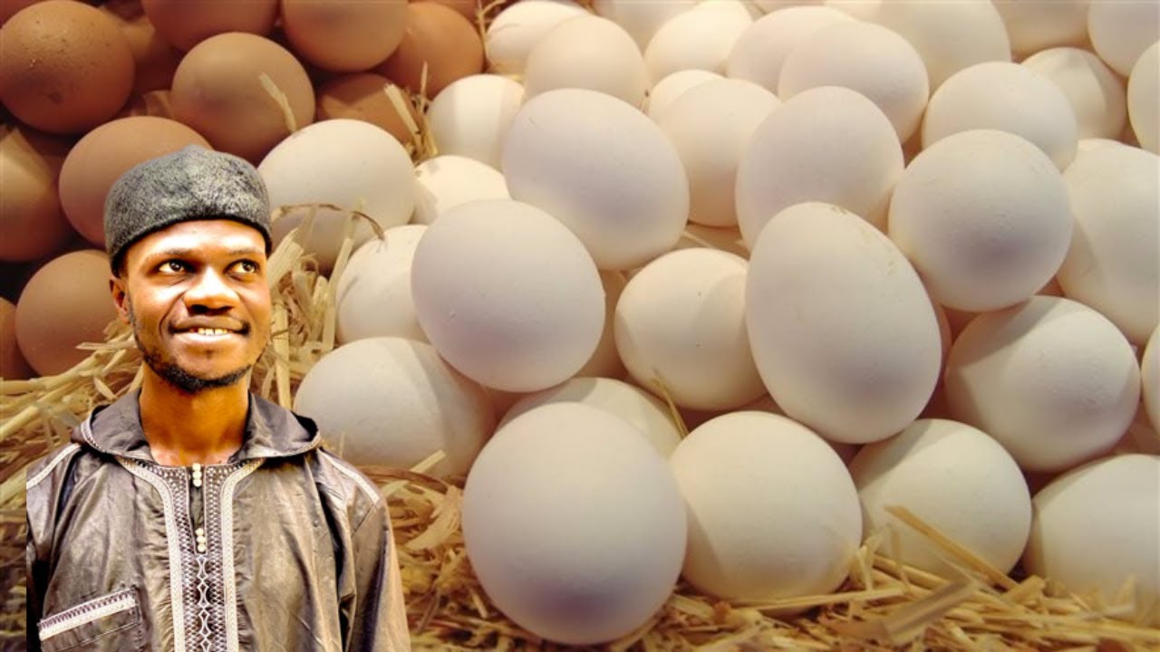 FASSARAR MAFARKIN ƘWAI (EGG)