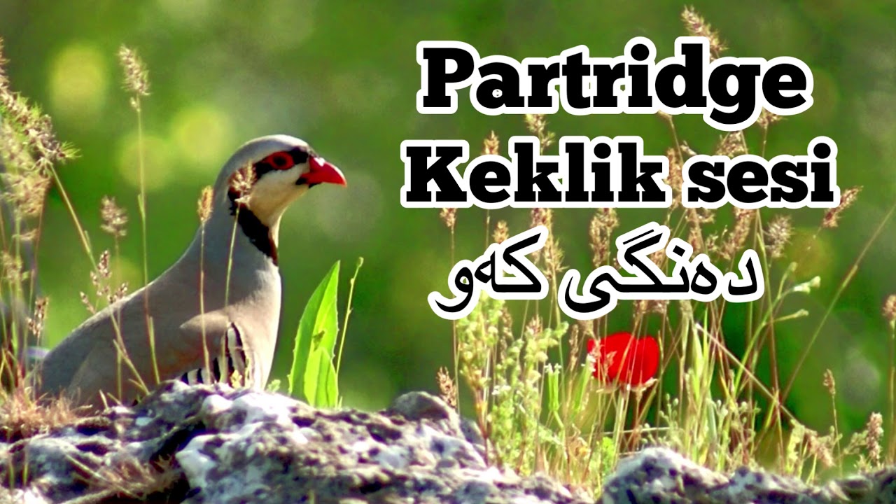 Partridge Sound - Keklik sesi - دەنگی کەو