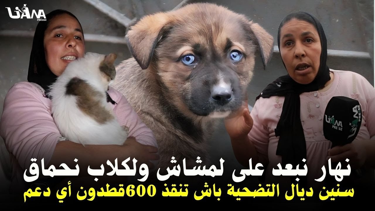 صرخة أمّ القطط..سنين ديال التضـ.حية باش تنقذ 600قط من تشرد ولمو.ت وكتعا.ني مع قسا.وة الجو دون أي دعم