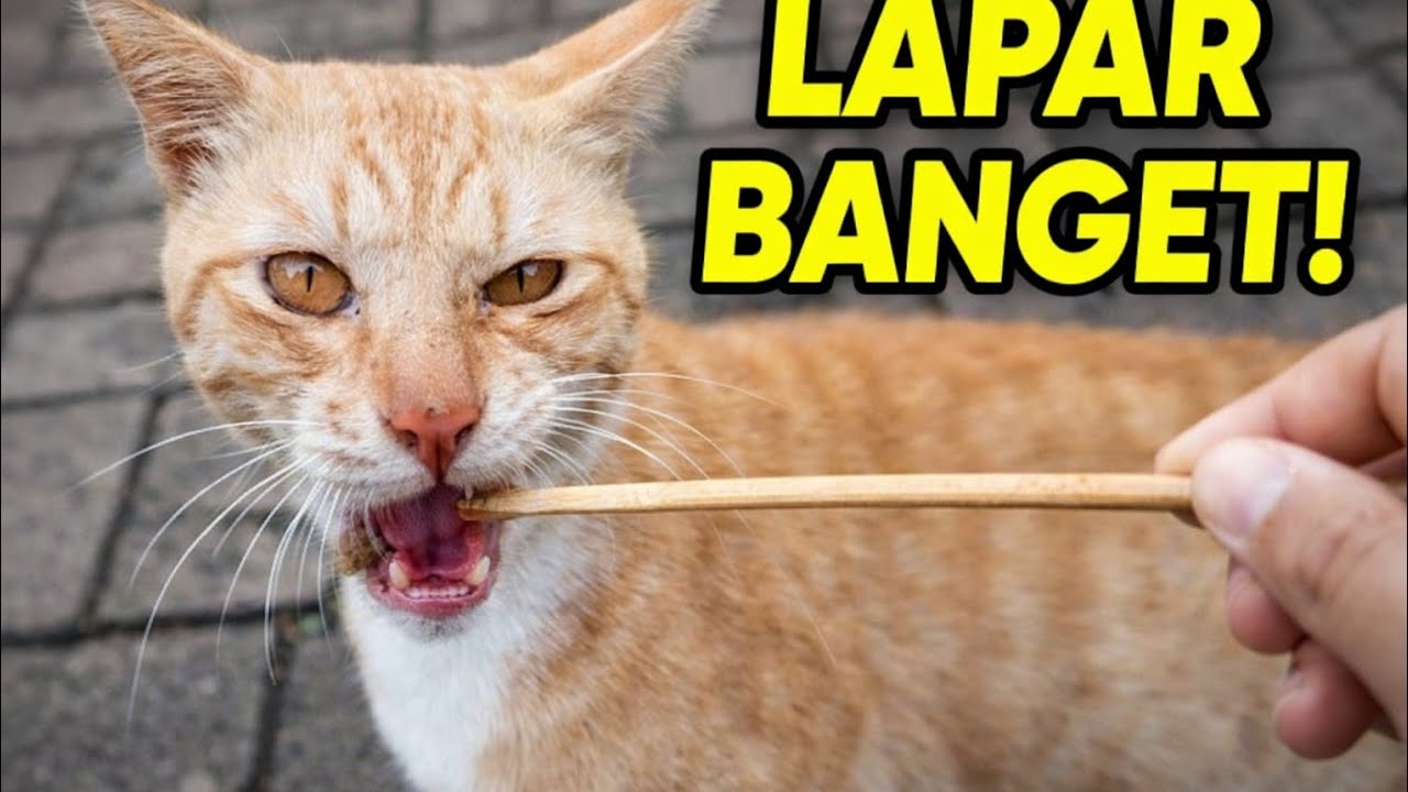 Real Cat Story: Ngeong Minta Makan
