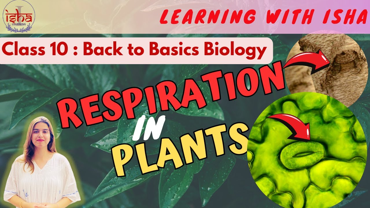 V-4| Respiration in plants : Process, Stomata and Lenticels | Class 10 Biology| Class 10 science