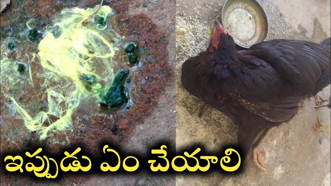 కోళ్ళు తెల్లగా ఆకుపచ్చగా రెట్ట వేస్తే ఏం చేయాలి|జాతి కోళ్ల పెంపకం జాగ్రత్తలు