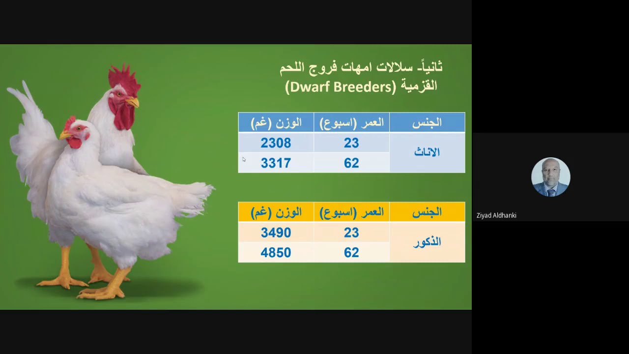 المحاضرة العاشرة/ادارة وانتاج طيور داجنة/ ادارة الامهات