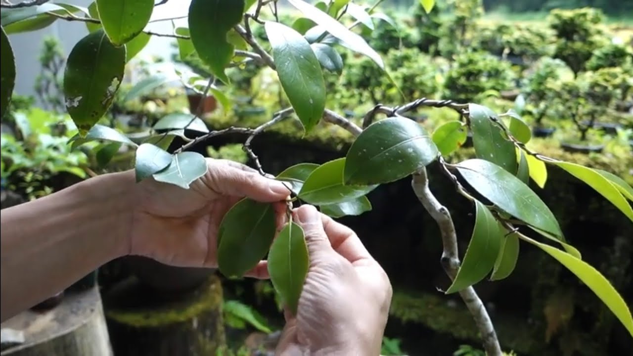 ヤブツバキ(山採りから10年ほどの素材）針金掛け  ♯509