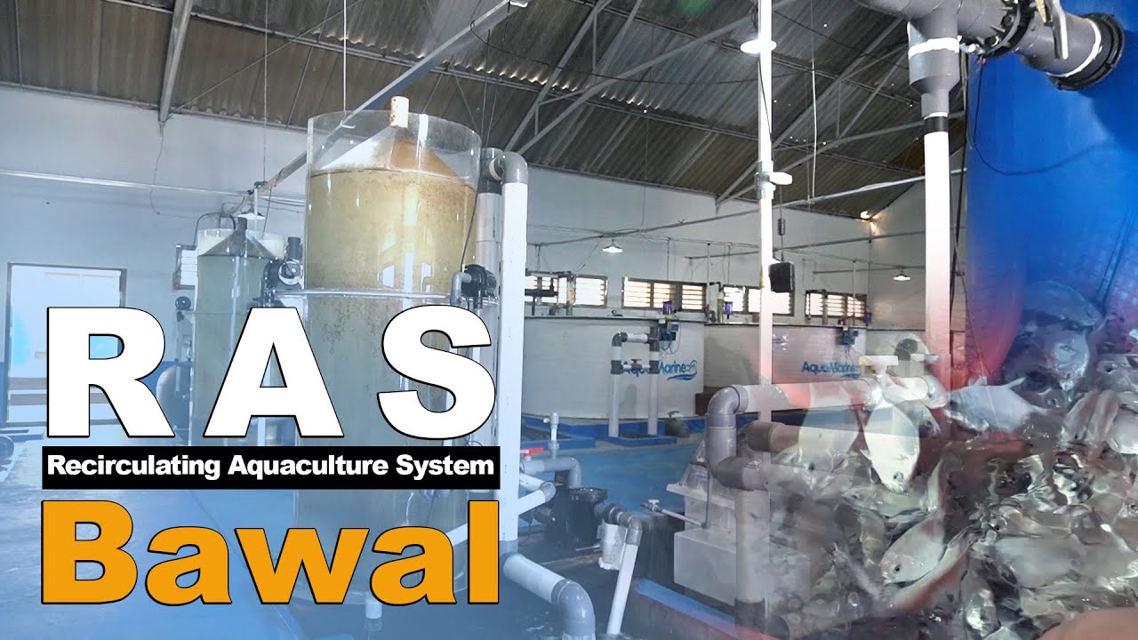 Keunggulan Budidaya Ikan Sistem RAS \ Recirculating Aquaculture System