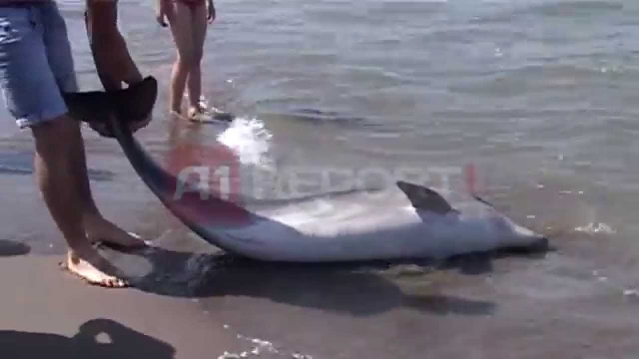 A1 Report - Nje delfin në rrjetat e peshkatareve ne plazhin e Spillese
