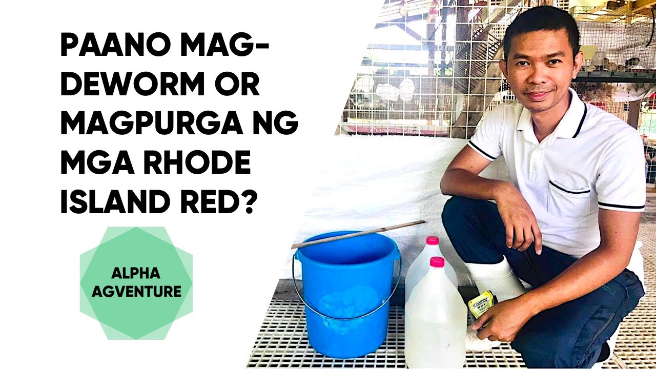 Paano Magdeworm or Magpurga ng mga Rhode Island Red?