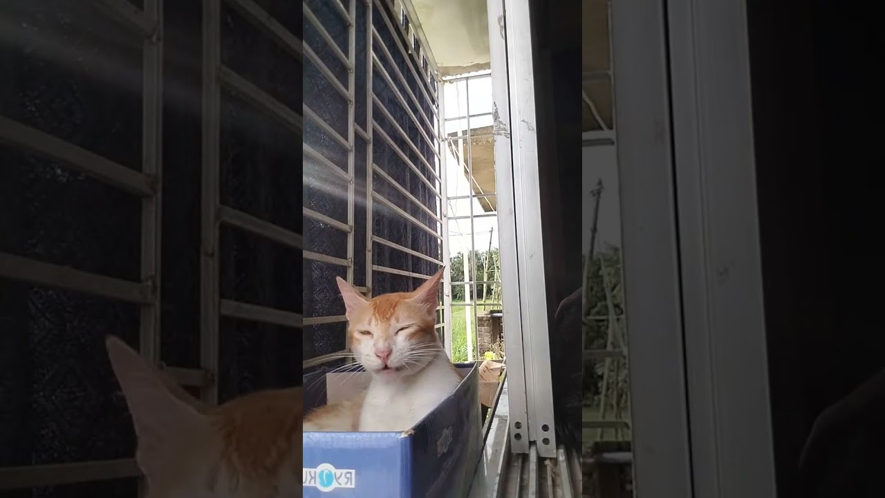 Cat N Kitten Lover is live