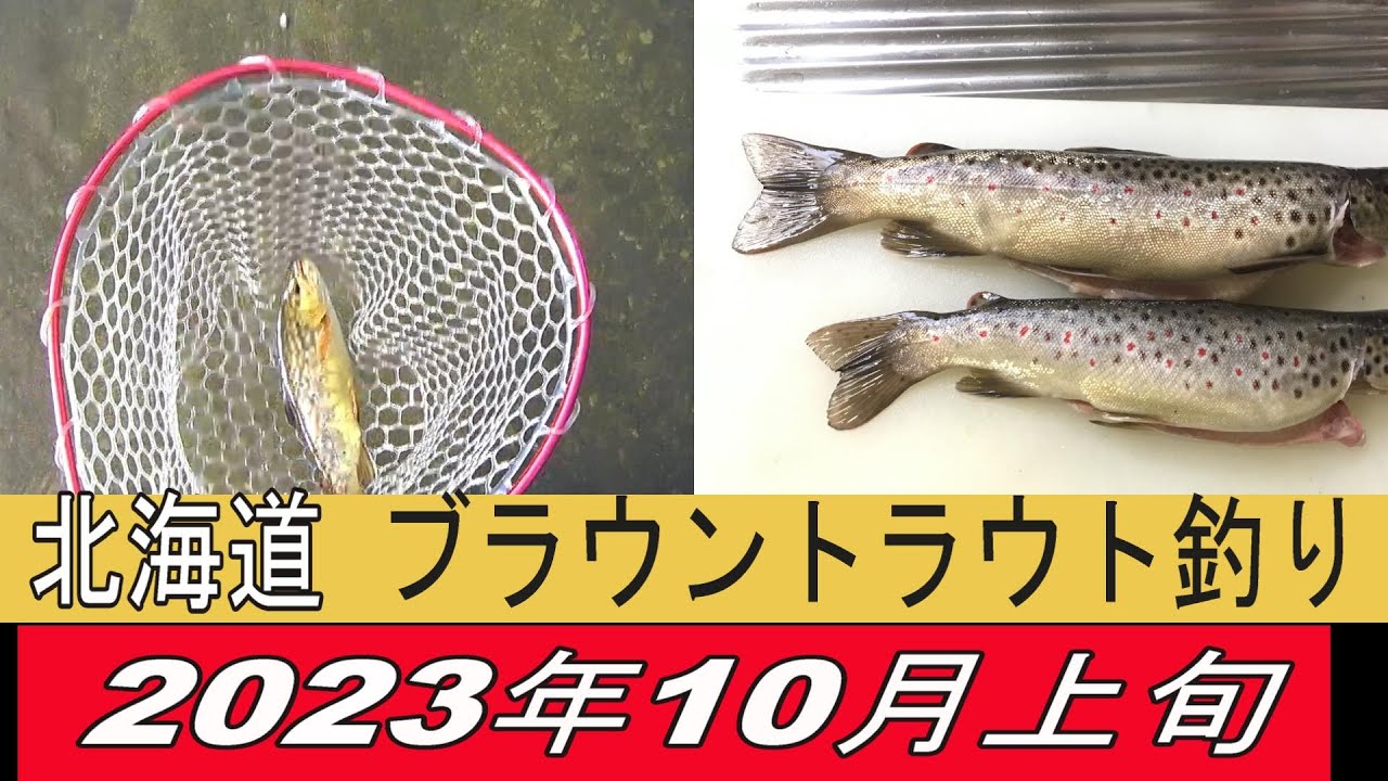 ブラウントラウトちょこっと釣り 北海道(道央) 2023年10月上旬