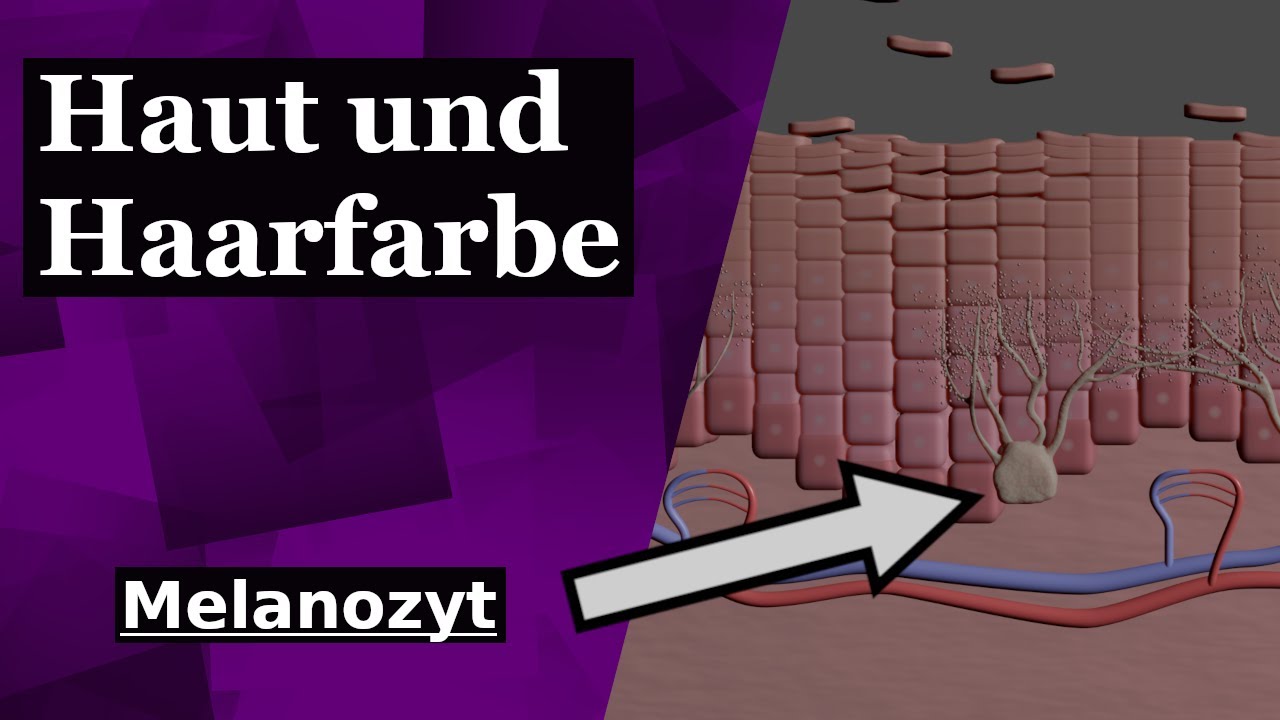 Haut- und Haarfarbe | Melanozyten bilden die wichtigen Pigmente