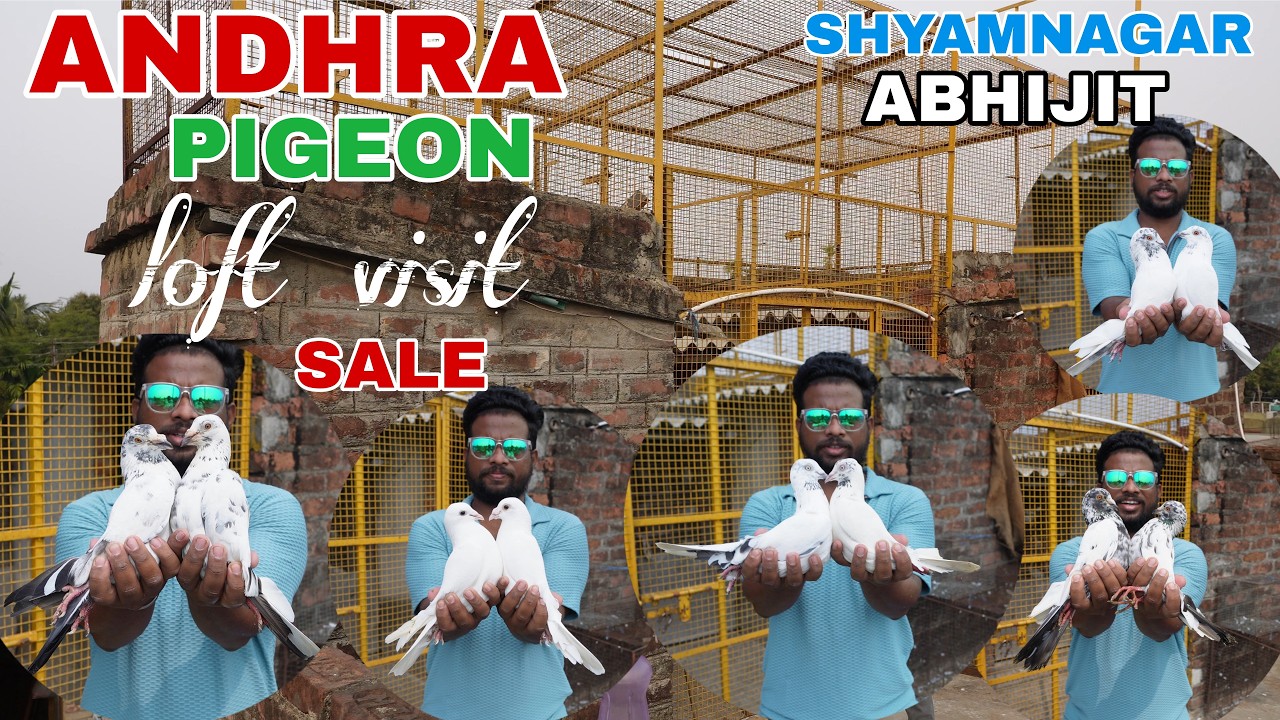 BIG ANDHRA PIGEON LOFT VISIT AT SHYAMNAGAR - ABHIJIT ANDHRA PIGEON LOFT ( SALE AVAILABALE )