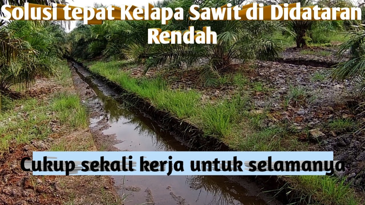 Tanam kelapa sawit di dataran rendah ini solusinya anti banjir