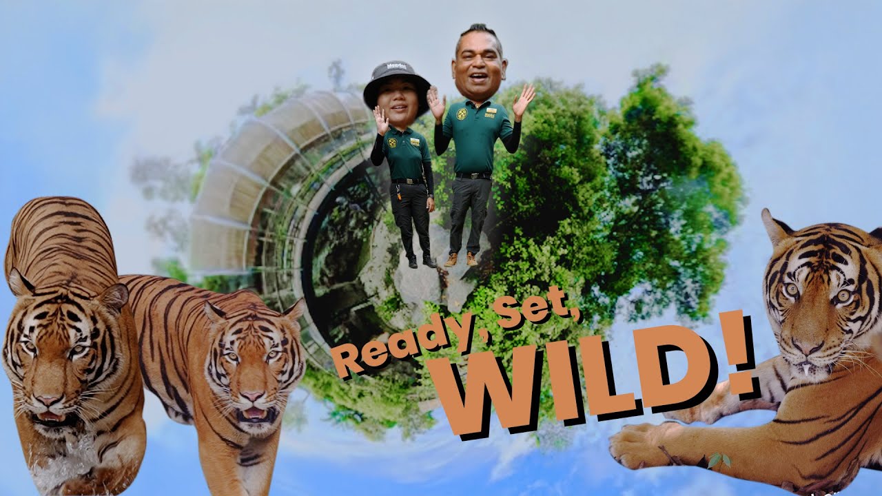 Ready, Set, Wild! Here's how we know our Malayan tigers are loving their new home!