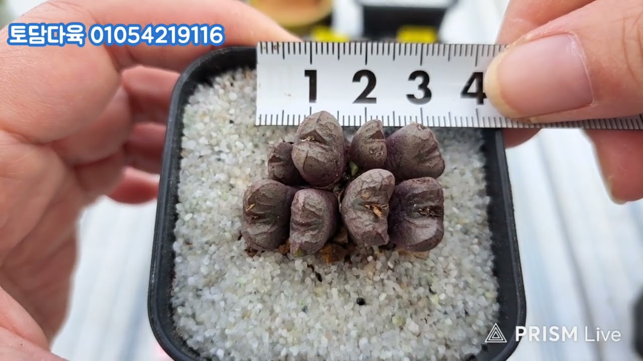 (판매완료)토담다육 01054219116 코노피튬 빌로붐 알라튬 비취옥 리톱스 예운분 모듬 택포5만원 260308