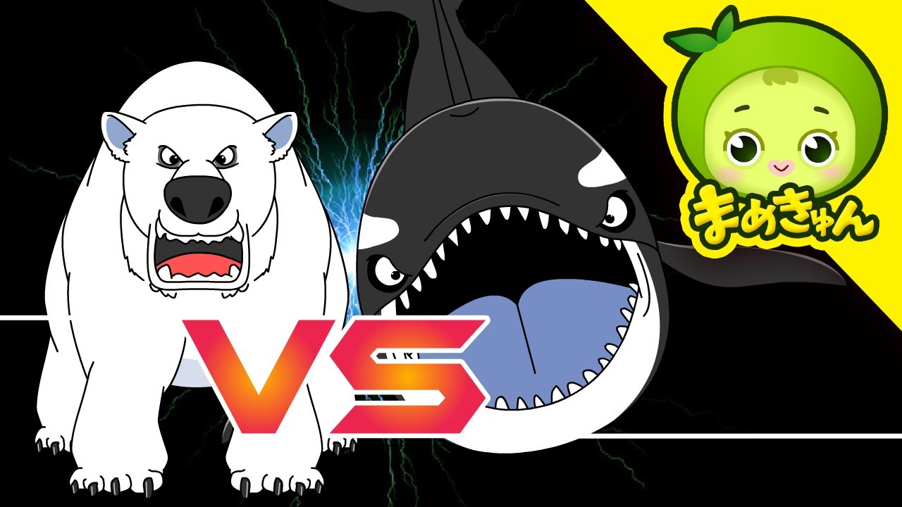 シャチ vs ホッキョクグマ | 動物バトル | まめきゅん MAMEKYUNN