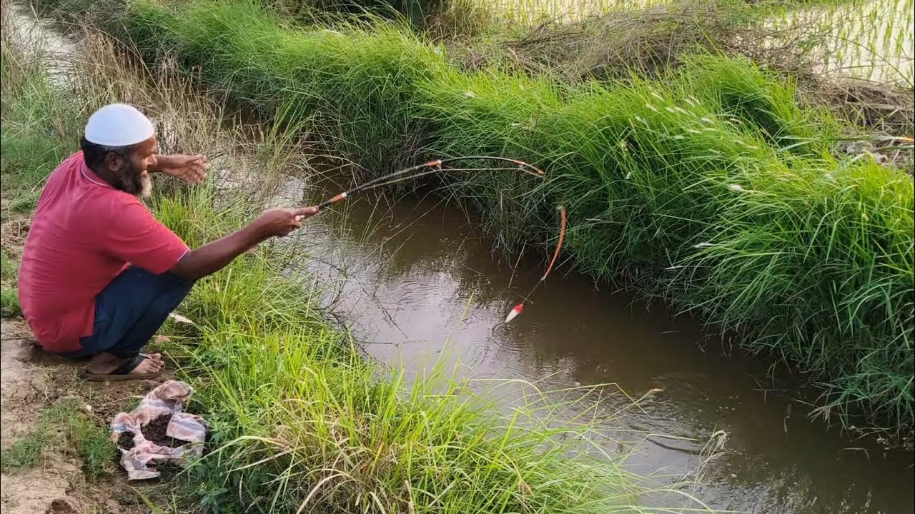AMAZING FISHING CATCHING TILAPIA FISHES IN VILLAGE NARROW WATER RIVER 