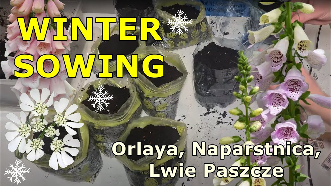 Jak przygotować podłoże do winter sowing * jak wysiać: Naparstnica, Orlaya Grandiflora, Lwie Paszcze
