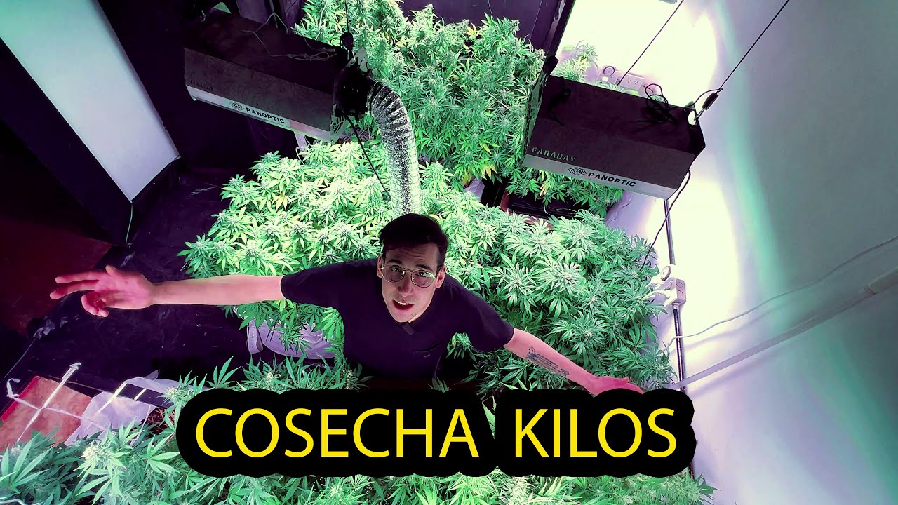 Cosceha kilos - c&oacute;mo armar una habitaci&oacute;n o sala de cultivo industrial - Panoptic Faraday