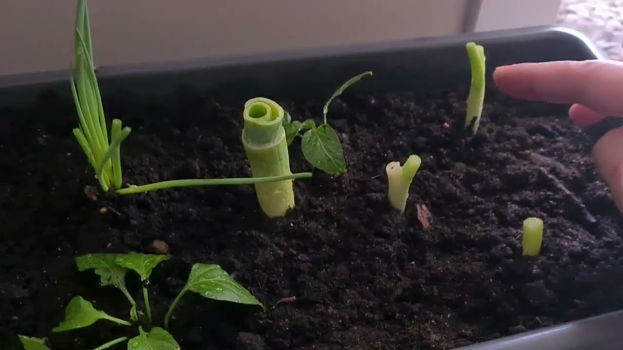 Vida na Noruega ☃️❄️ 🌱🌿