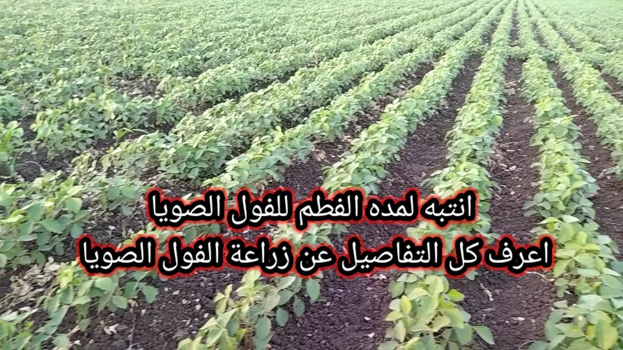 انتبه لمده الفطم للفول الصويا واعرف كل التفاصيل عن زراعة الفول الصويا في مصر