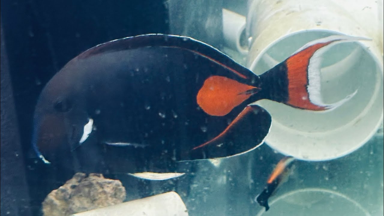 JUMBO 9” Achilles Tang w/long streamers! (Christmas Island)